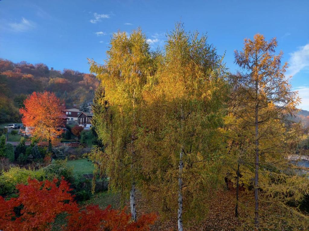 a group of trees with autumn leaves on them at Apartment mit Herz in Sondershausen