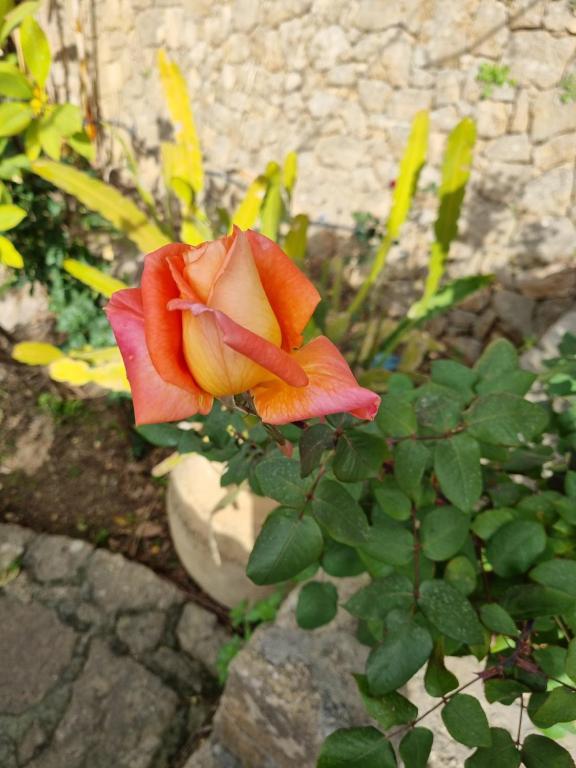 Zahrada ubytování Villa Sul Molo tra Siracusa e Catania