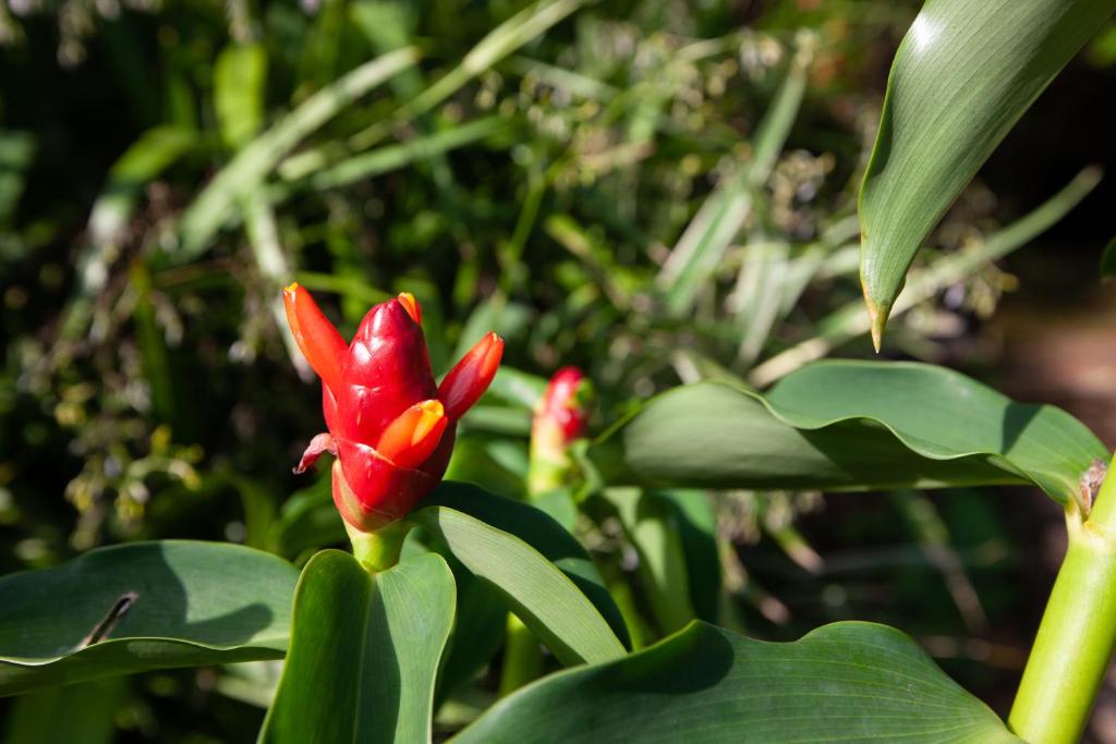 Zahrada ubytování Colibri Hotel