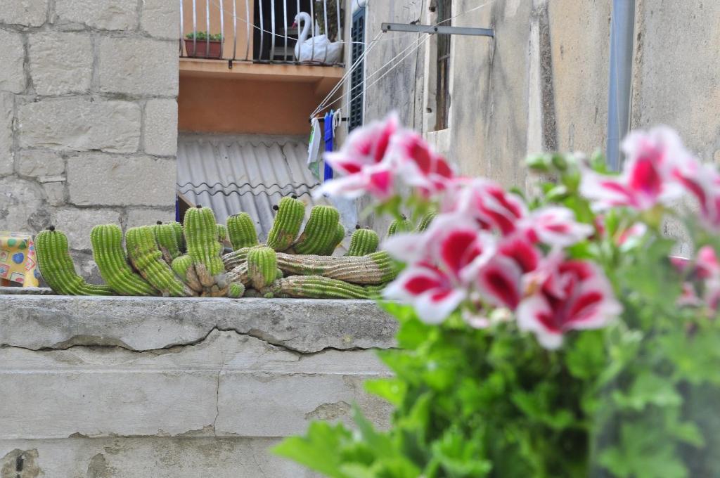 Zahrada ubytování Villa Stagnja