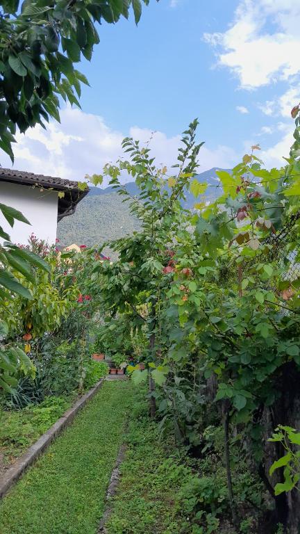 een rij appelbomen in een tuin bij Appartment Lodged Mamma Maria in Mattarello