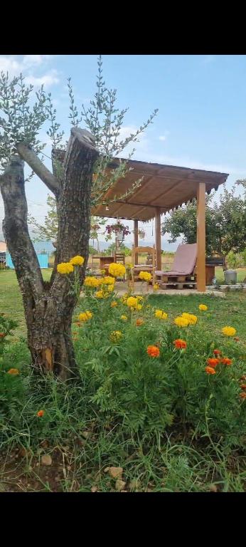 Zahrada ubytování Ballkan B&B 1