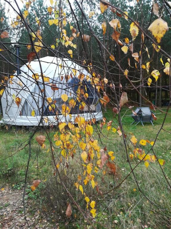 a pile of leaves on the grass in front of a house at Glamping Drzwi Do Lasu - nocleg w Puszczy Knyszyńskiej in Supraśl