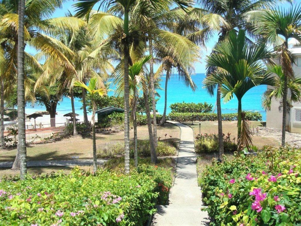 a path leading to a beach with palm trees and flowers at ILET BLEU studio cosy RDC vue mer et jardin - Accès direct plage in Le Gosier
