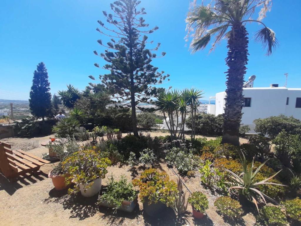 un jardín con plantas y palmeras y un edificio en Naxian Sofias garden en Naxos