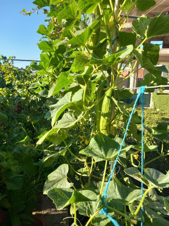 a plant with green leaves in a garden at GuestHouseMantho in Gjirokastër