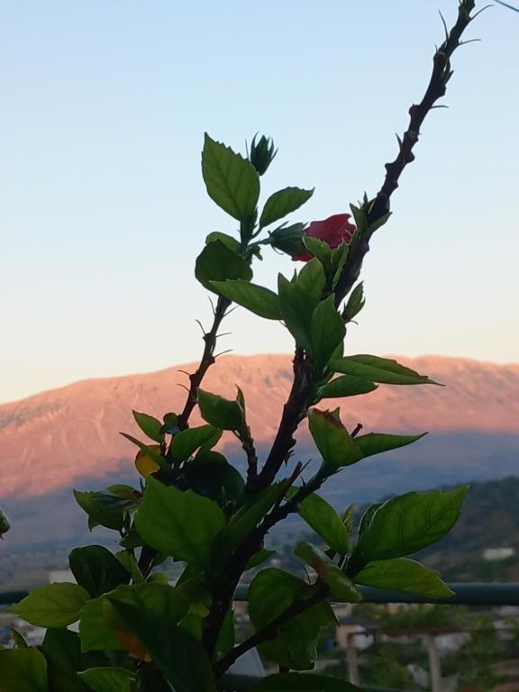 a branch of a tree with a mountain in the background at GuestHouseMantho in Gjirokastër
