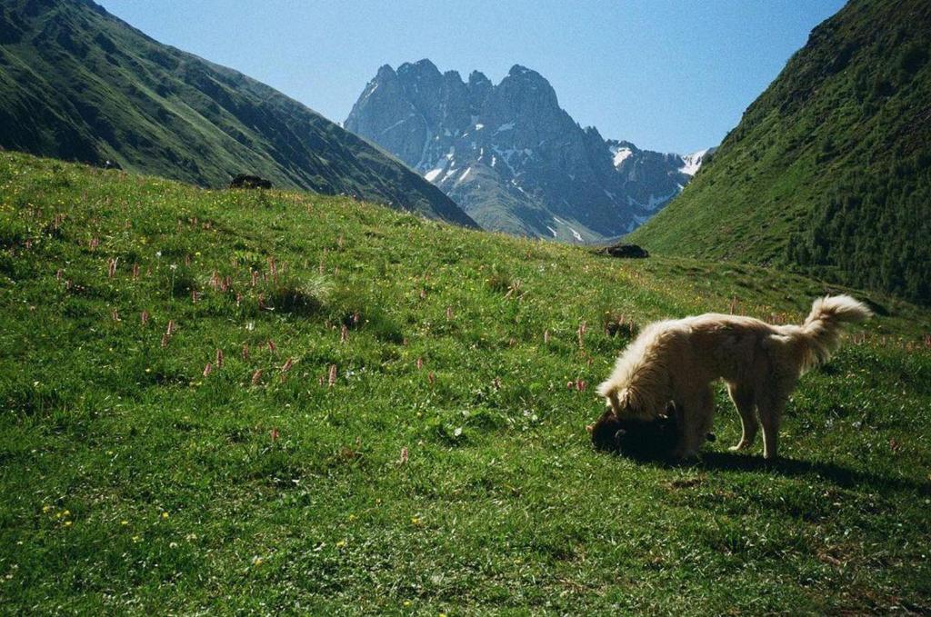 Domácí mazlíčci ubytovaní s hosty v ubytování Mountain House in Juta