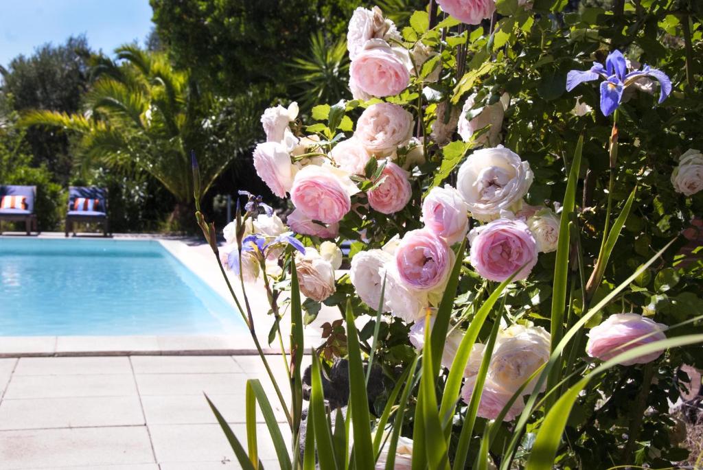 um ramo de flores rosas ao lado de uma piscina em Résidence Ogliastrello em Olmeto