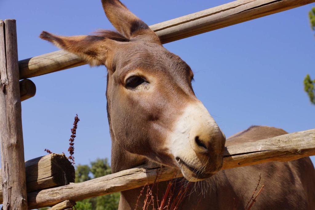 Zvieratá na farme alebo blízkom okolí