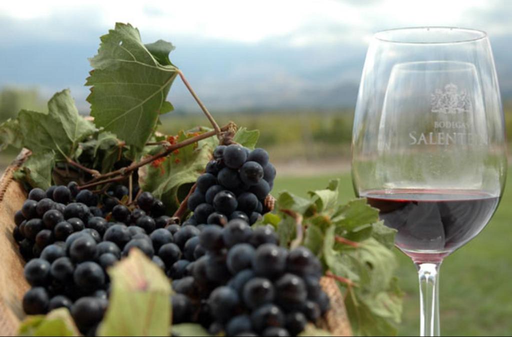 Una copa de vino junto a un montón de uvas. en DEPARTAMENTO PLENO CENTRO en Mendoza
