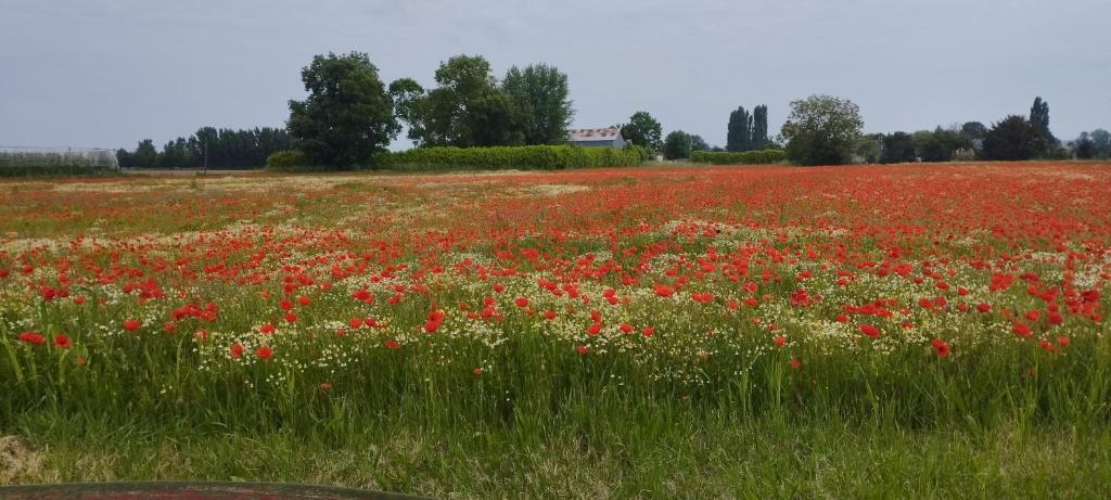 un campo de flores rojas y blancas en un campo en La petite ligérienne, en Villebernier