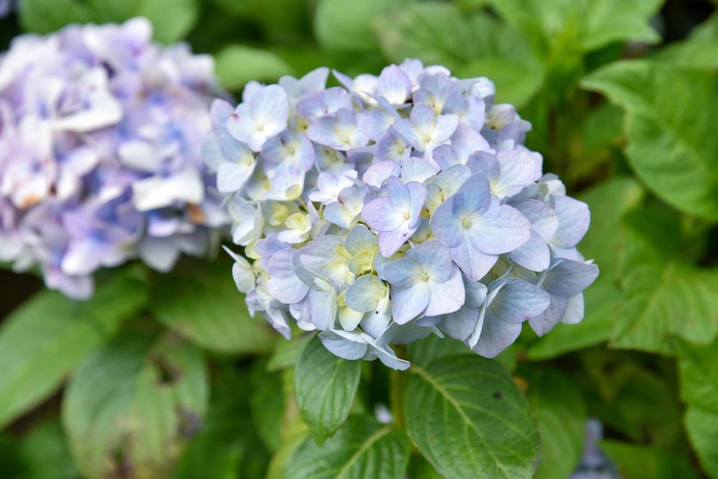 a bunch of purple flowers with green leaves at Golden Glamping in Guatavita