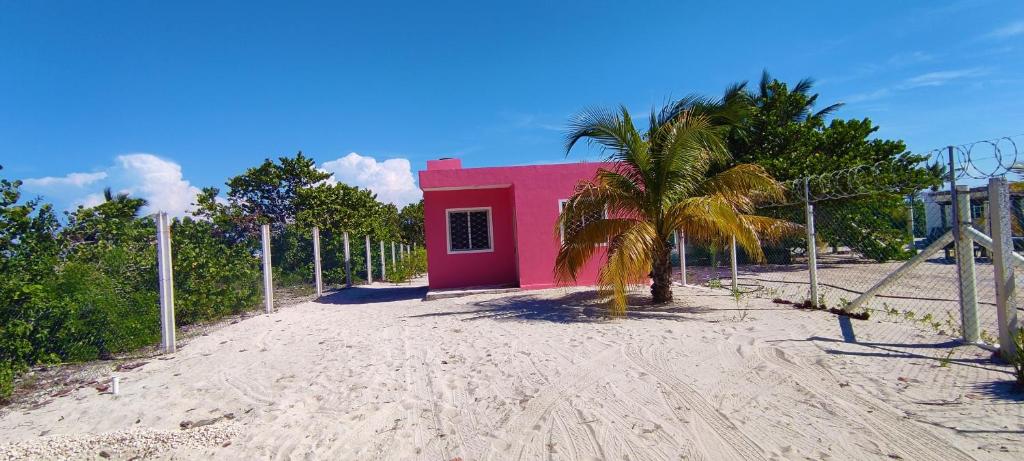 Casa Mahe, Chelem, Yucatán في تشيليم: مبنى وردي على الشاطئ مع نخلة