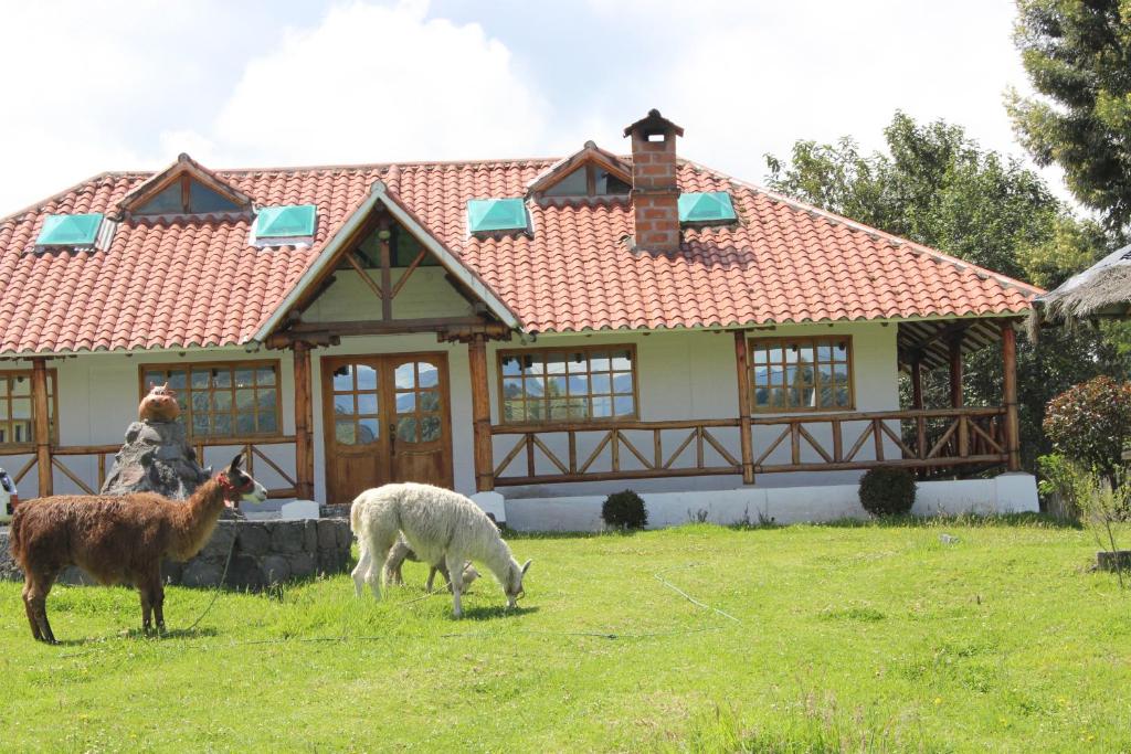 Zvířata v hotelu nebo okolí