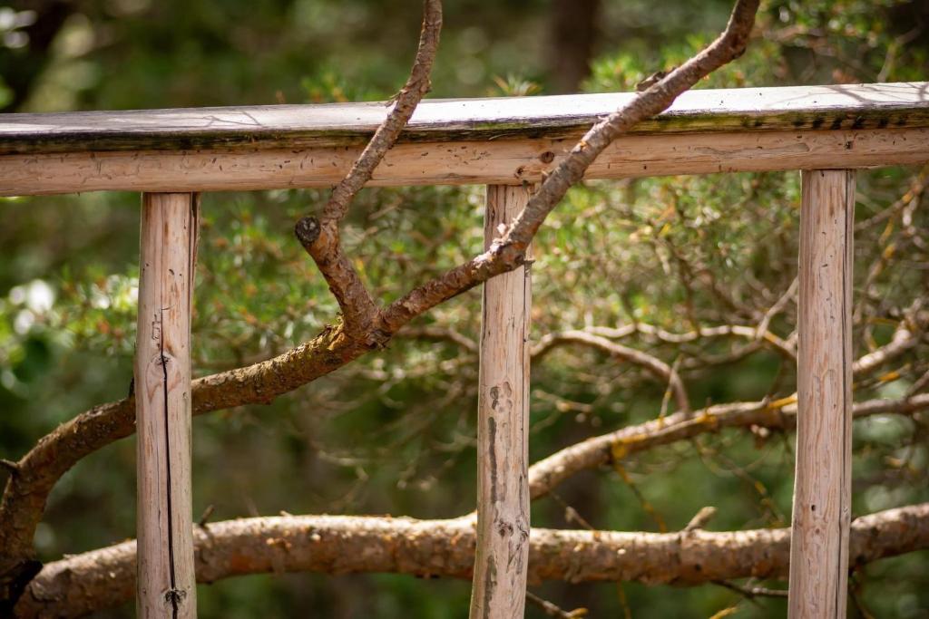 Fotografie z fotogalerie ubytování Üügumetsa treehouse v destinaci Kallaste