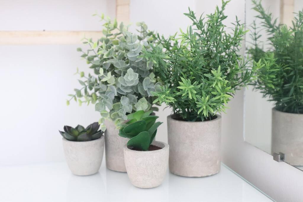 four potted plants sitting on a window sill at Spacious 1 bedroom apartment in Leicester