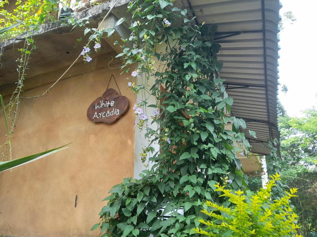 Zahrada ubytování White Arcadia cottage