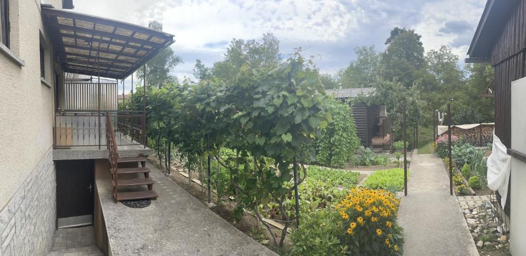 Zahrada ubytování Apartma Šohen