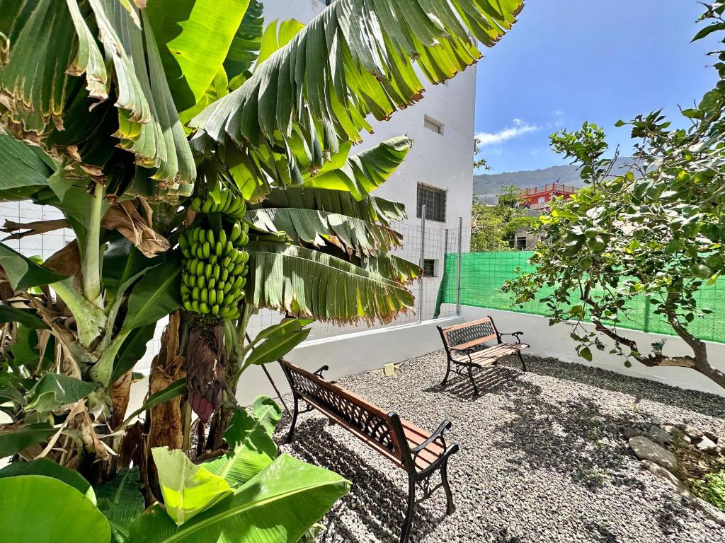 due panche sedute accanto a un albero di banane di Casa Tina a Güímar