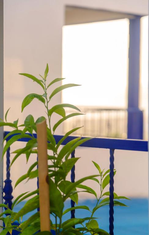 a plant sitting next to a blue railing at The Rina Hostel in Agadir