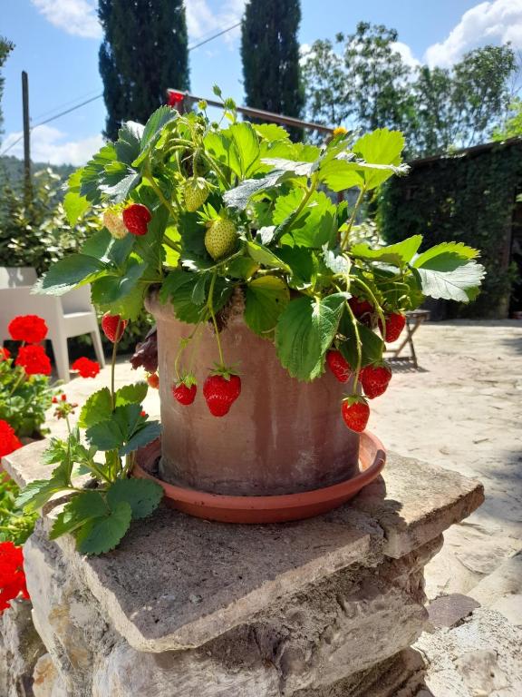 Zahrada ubytování Volver B&B Spoleto