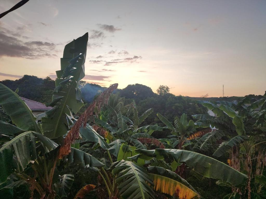 a banana field with the sunset in the background at Villa Myakatra in Hell-Ville