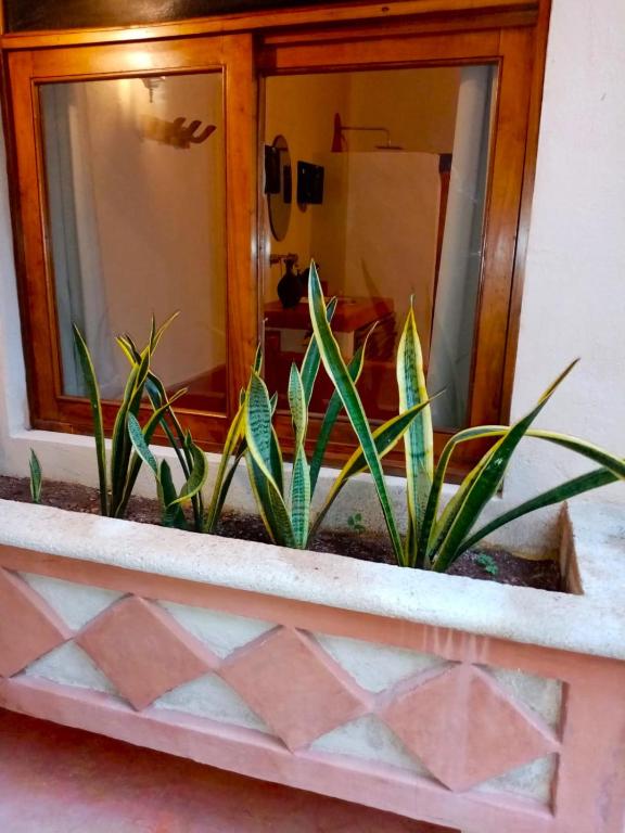a planter with plants in it in front of a mirror at Hotel Boutique Refugio 41 in Valladolid