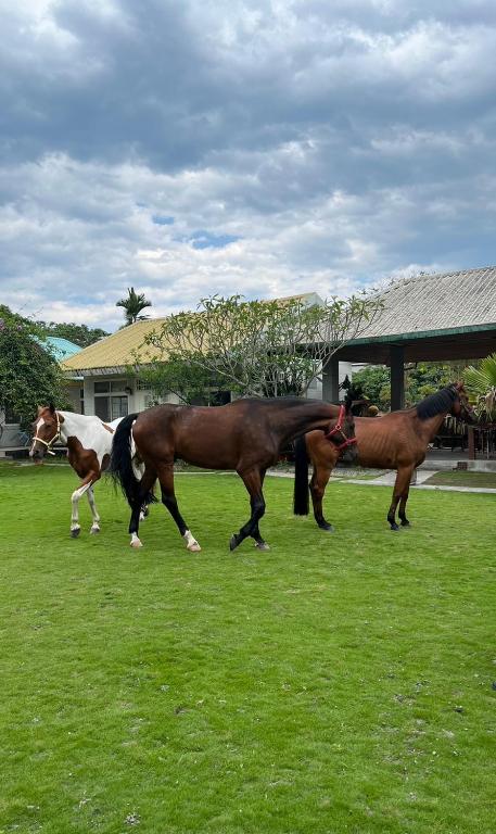 three horses standing in a field of grass at Bay of Stars in Ji&#39;an