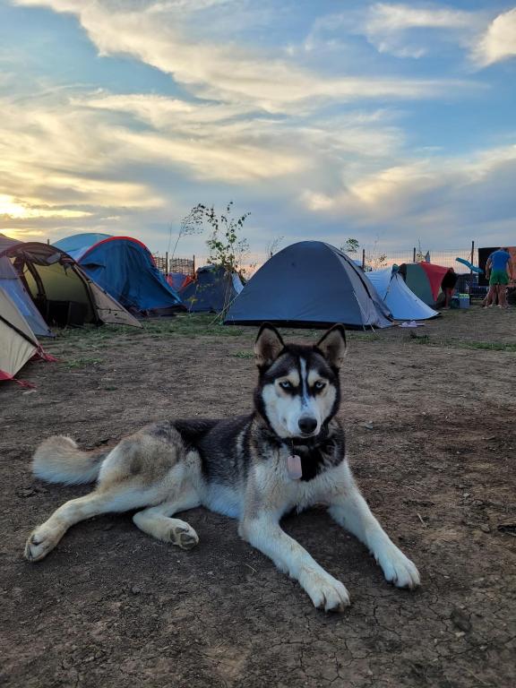Domácí mazlíčci ubytovaní s hosty v ubytování Makeeda Camping