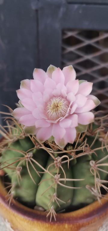 Annahouse - Resim 39