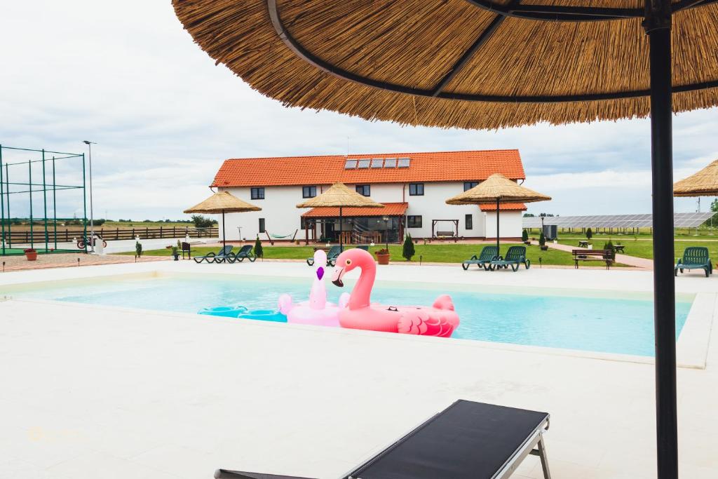 dois flamingos cor-de-rosa numa piscina num resort em Pensiunea Willy Silvas em Tăşnad