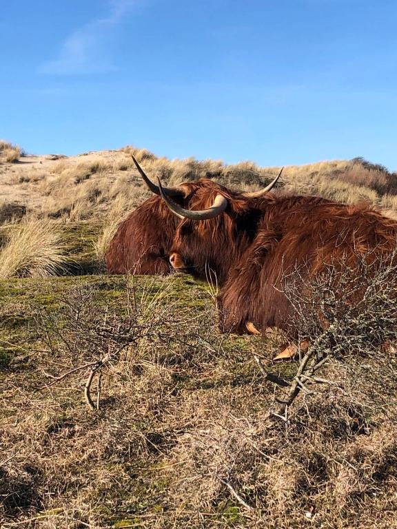 Dieren bij het vakantiehuis of in de buurt