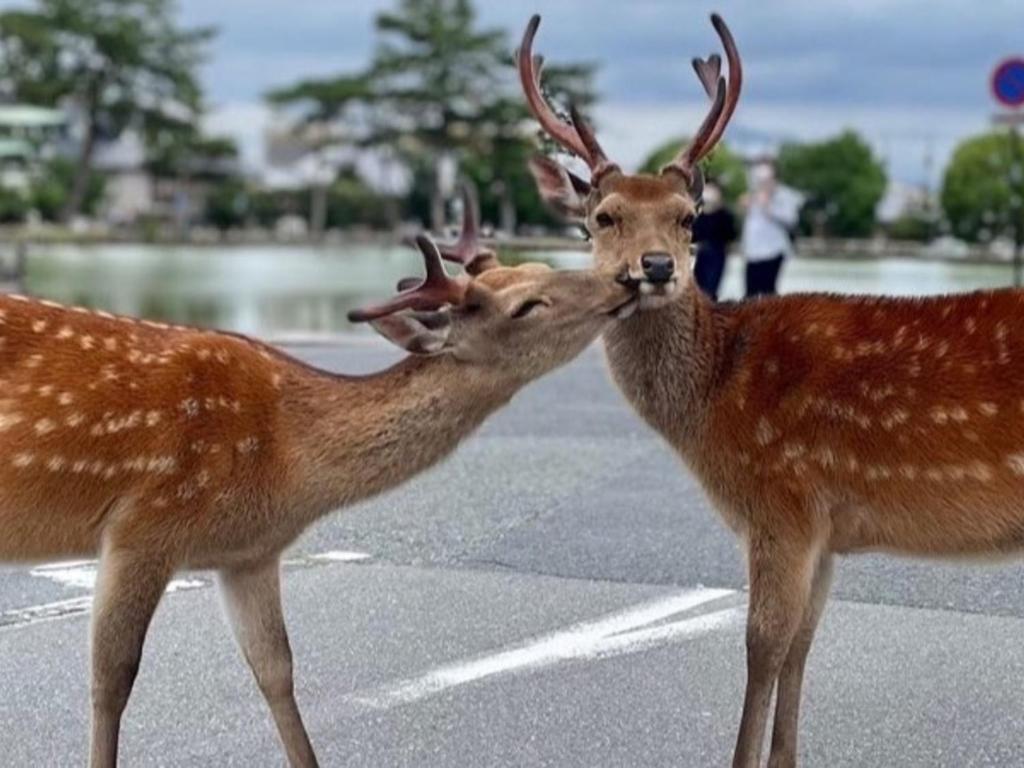 Zvířata v ryokanu nebo okolí