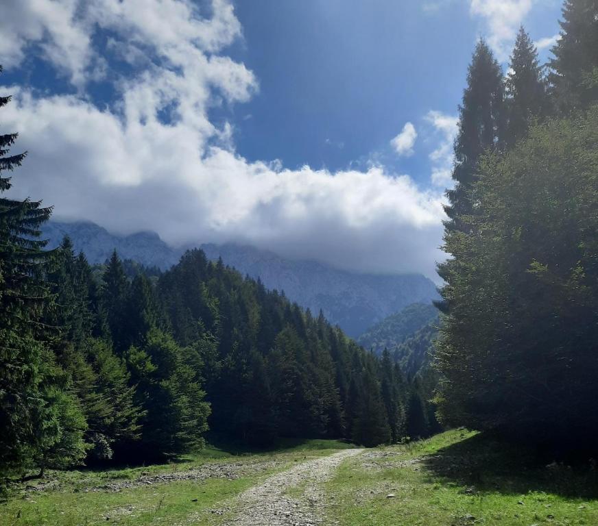 un camino de tierra en medio de un bosque en Apartament 804- Etaj 8 in incinta Alpin Resort - gazda privata, en Brasov