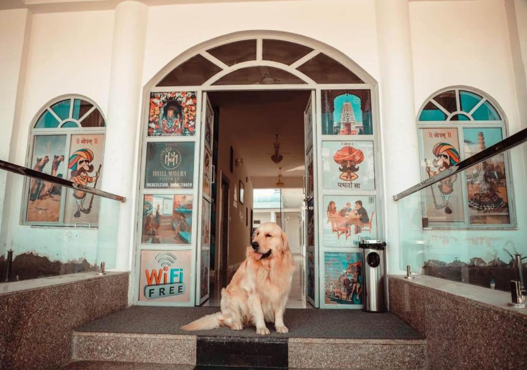 een hond op de trappen van een gebouw bij HOTEL MAYURA in Ajmer