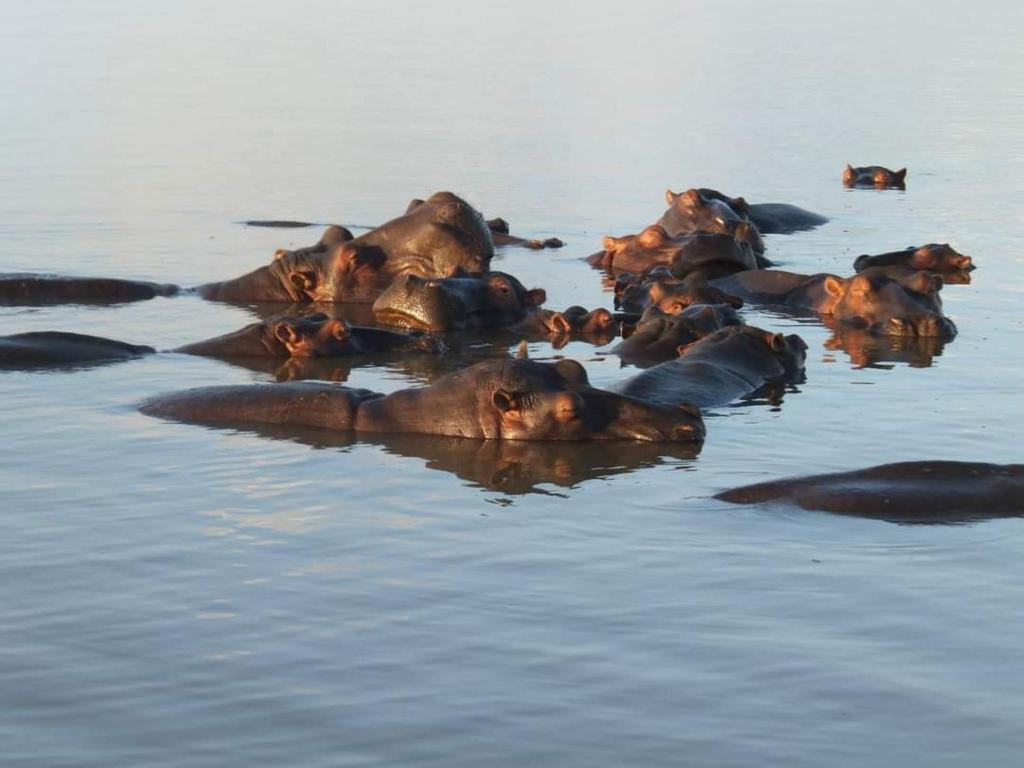 a herd of hippos swimming in the water at Travelers Nest in St Lucia