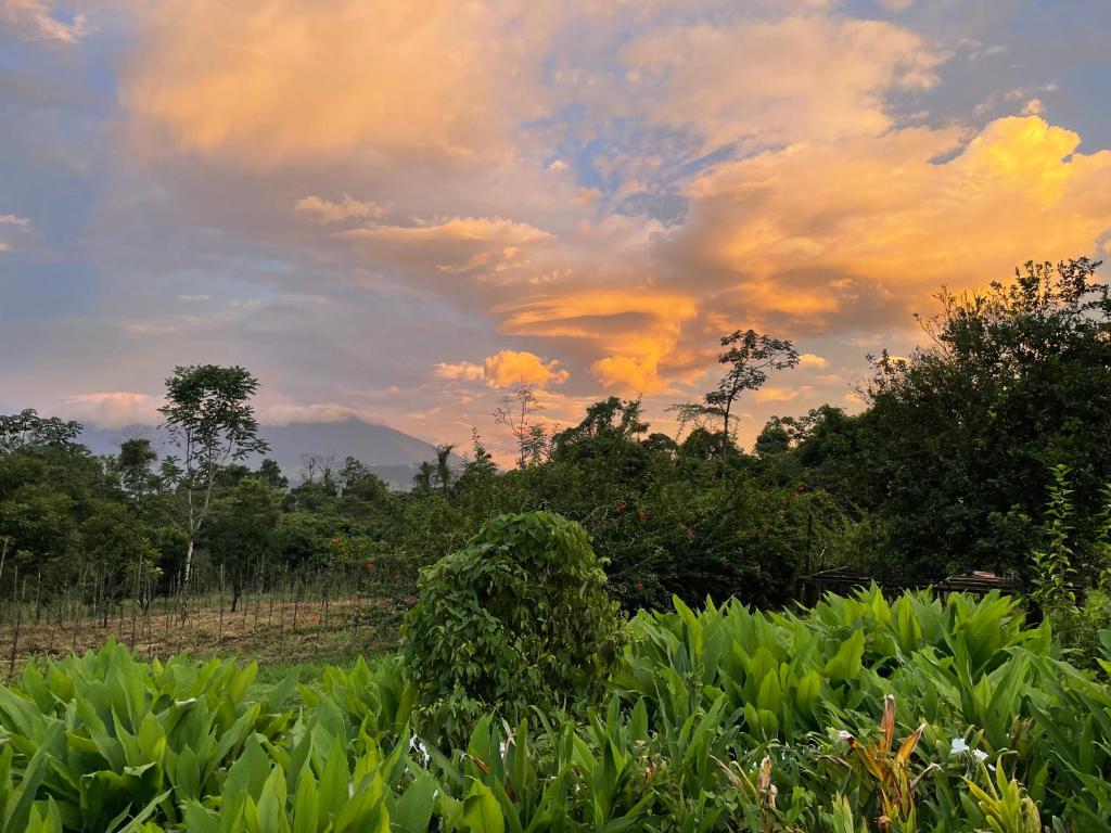 un ciel nuageux avec des arbres et des plantes dans un champ dans l'établissement Granja Integral Luz Del Corazon, 