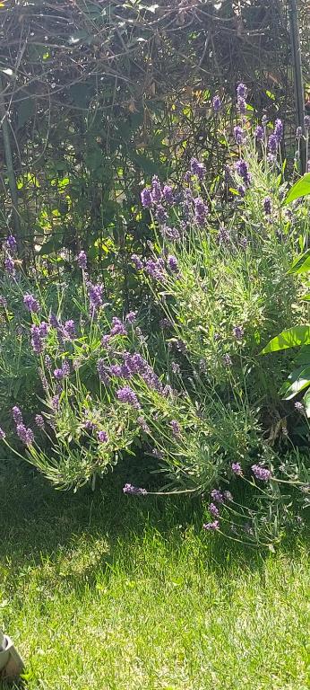 A garden outside Le Chaton Fait Ronron