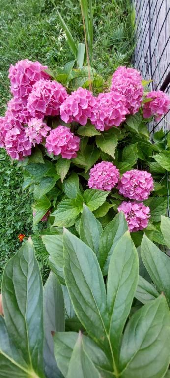 A garden outside Le Chaton Fait Ronron