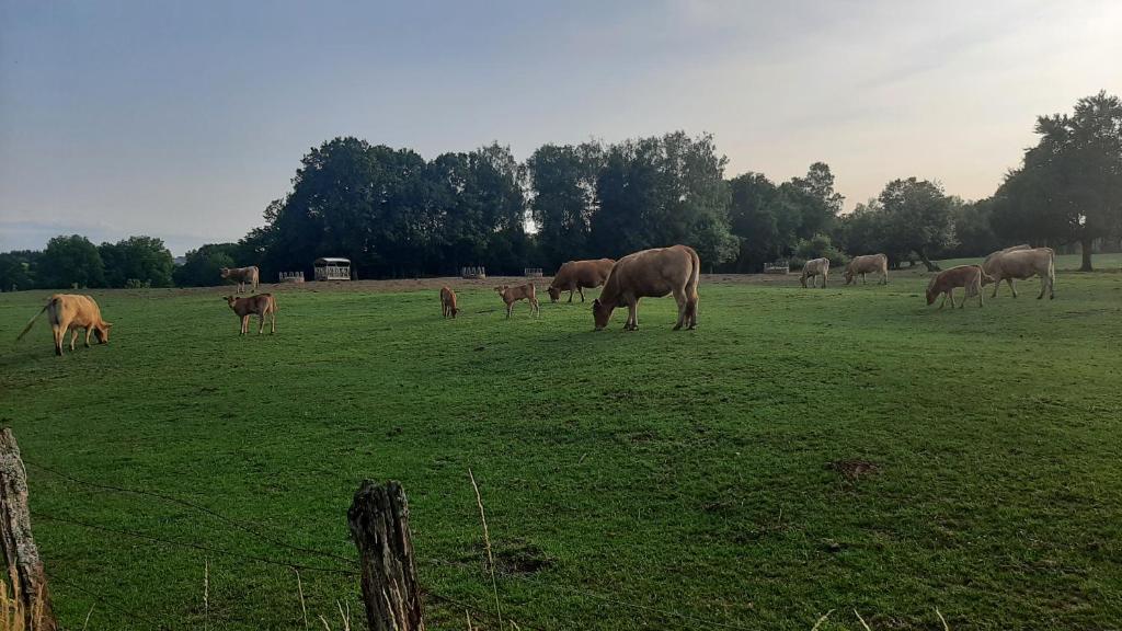 Altri animali domestici presso la casa vacanze o nei dintorni