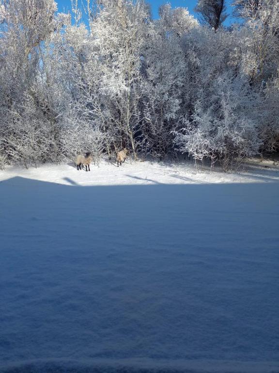 Descanso cordillerano llano blanco