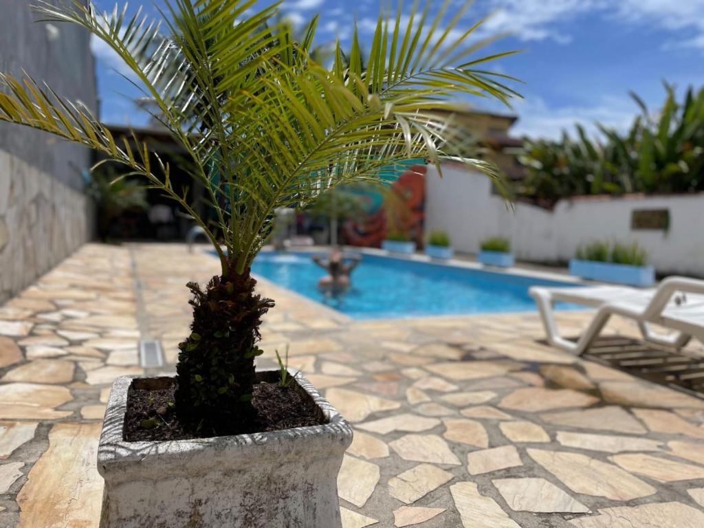 a palm tree in a stone planter next to a pool at Pousada Mar Azul in Paraty