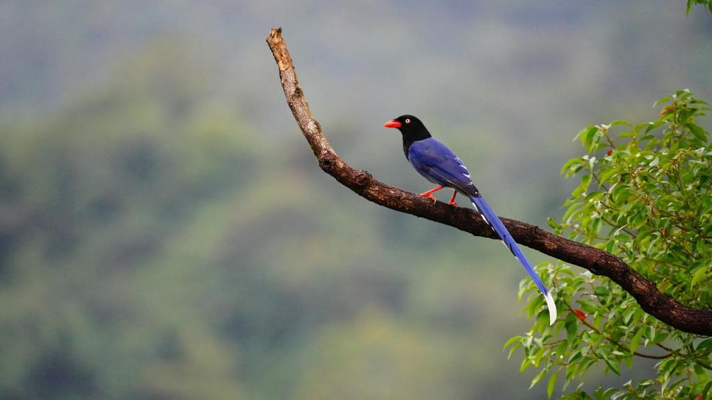 un pájaro azul sentado en una rama de árbol en Hotel Indigo Alishan, an IHG Hotel en Fanlu