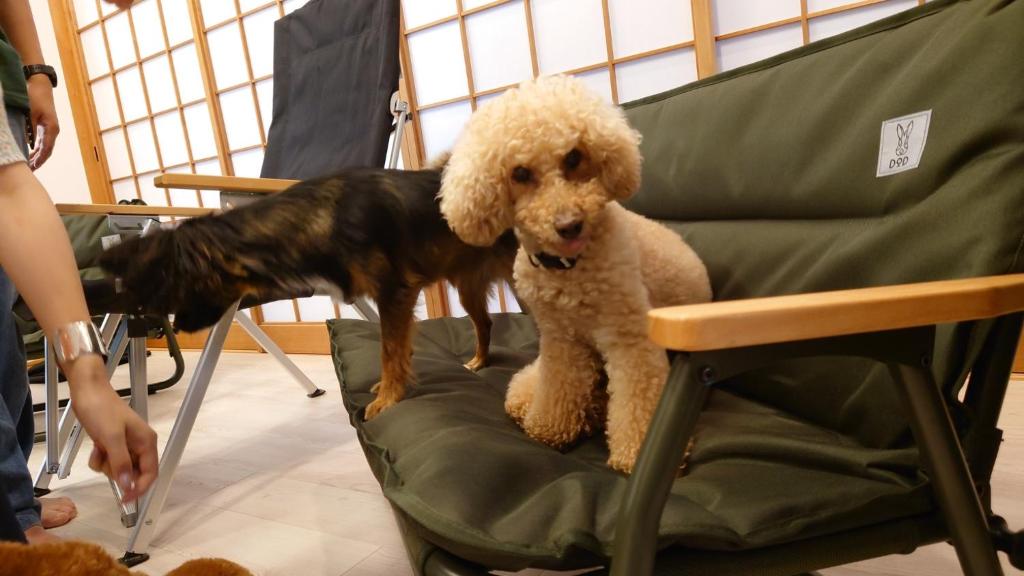 香川市にあるYokombo 2 Pet friendly inn - Vacation STAY 22296vのサロンの椅子に座る犬
