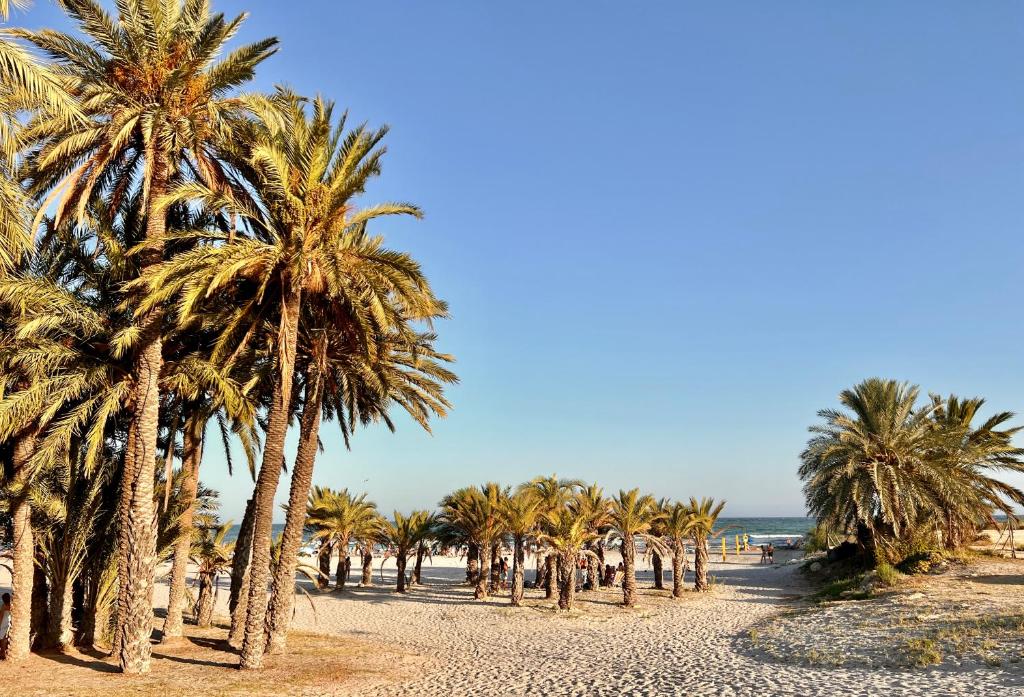une rangée de palmiers sur une plage de sable dans l'établissement Sweet Sandy Beach - 1 minute walk to Mediterranean beaches, à Santa Pola