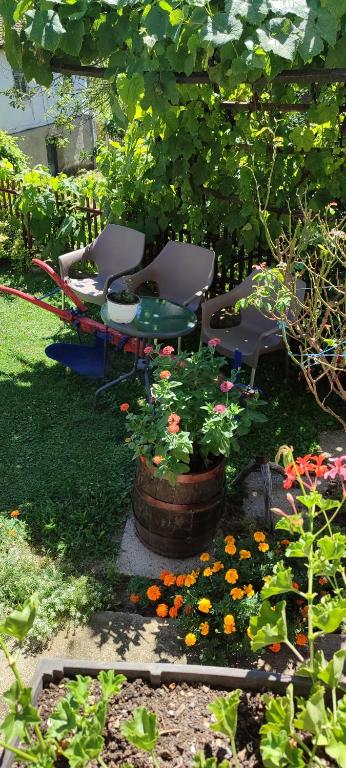 Zahrada ubytování Apartmani Mali Raj Rudnik