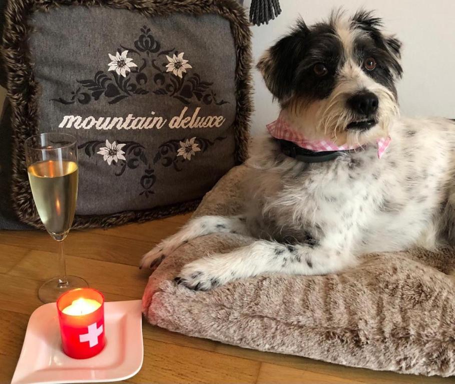 Domácí mazlíčci ubytovaní s hosty v ubytování Mountain Deluxe