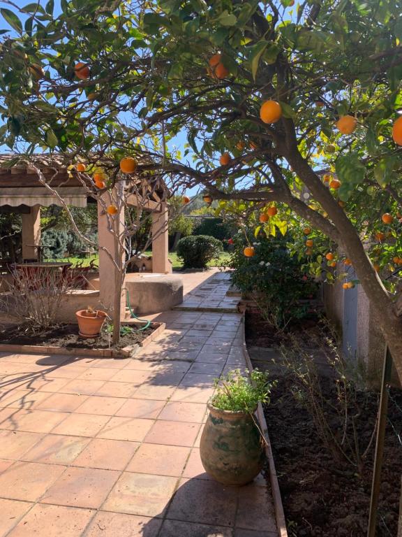 un oranger dans un jardin à côté d'un trottoir dans l'établissement La maison de Suzy, à Saint-Tropez