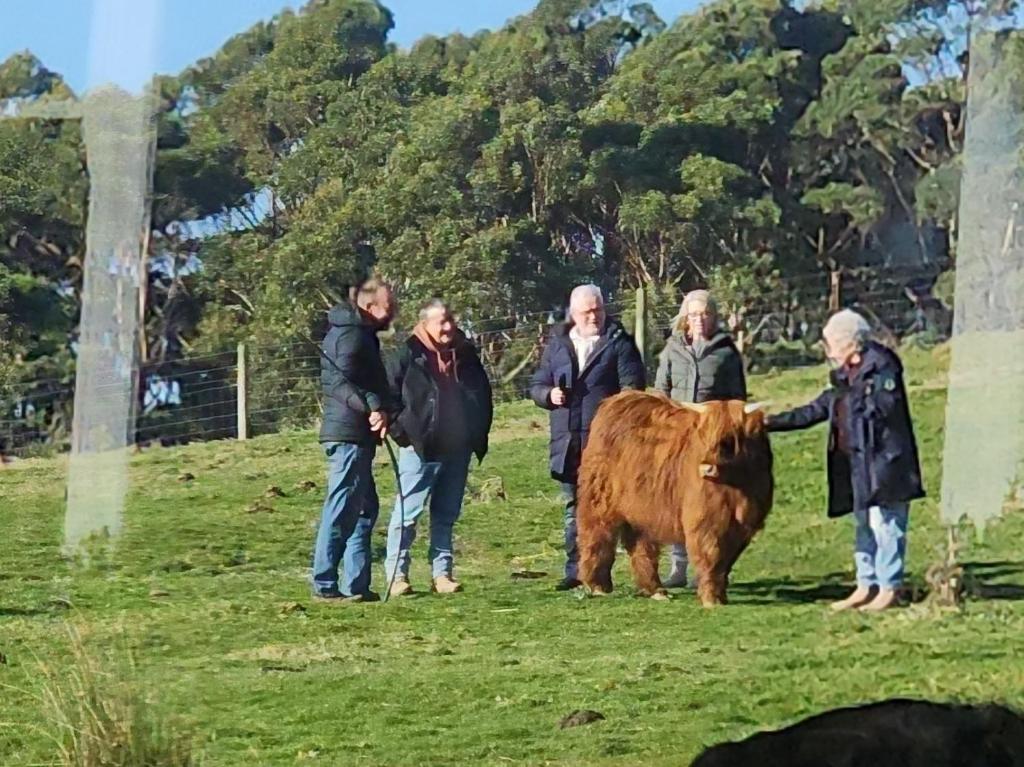 eine Gruppe von Menschen, die auf einem Feld um eine Kuh stehen in der Unterkunft Ruby's Cottage Farm Stay in Port Arthur